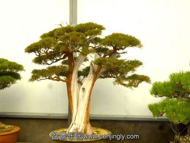 ع P1030647.JPG