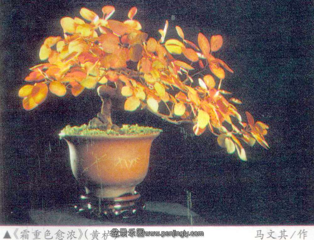 -ӡľ99-10  2.jpg