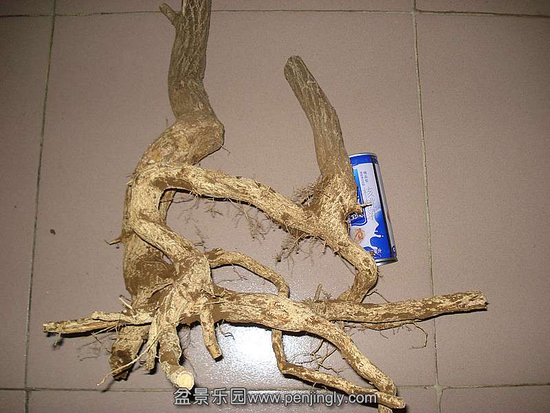 DSC07020_.jpg
