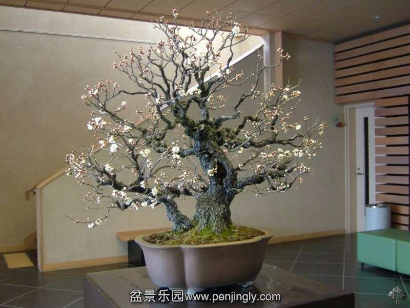 prunus_1_20120920_1461460111.jpg