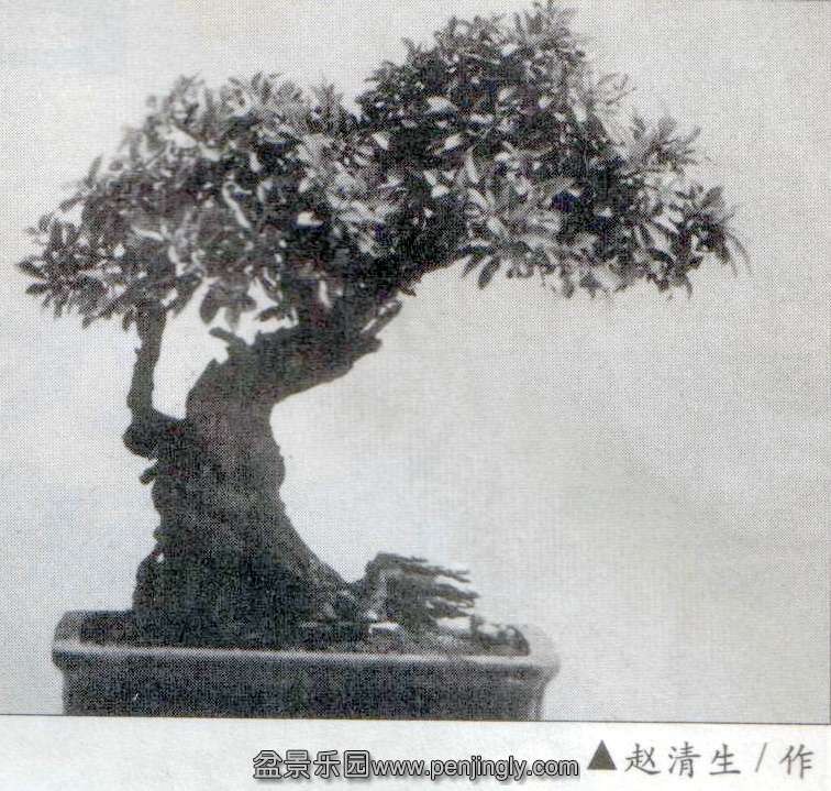 -ʯ÷-ޡľ01-8 .jpg