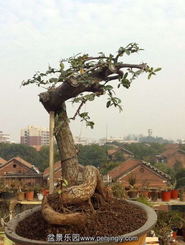 Ƭ 045.jpg