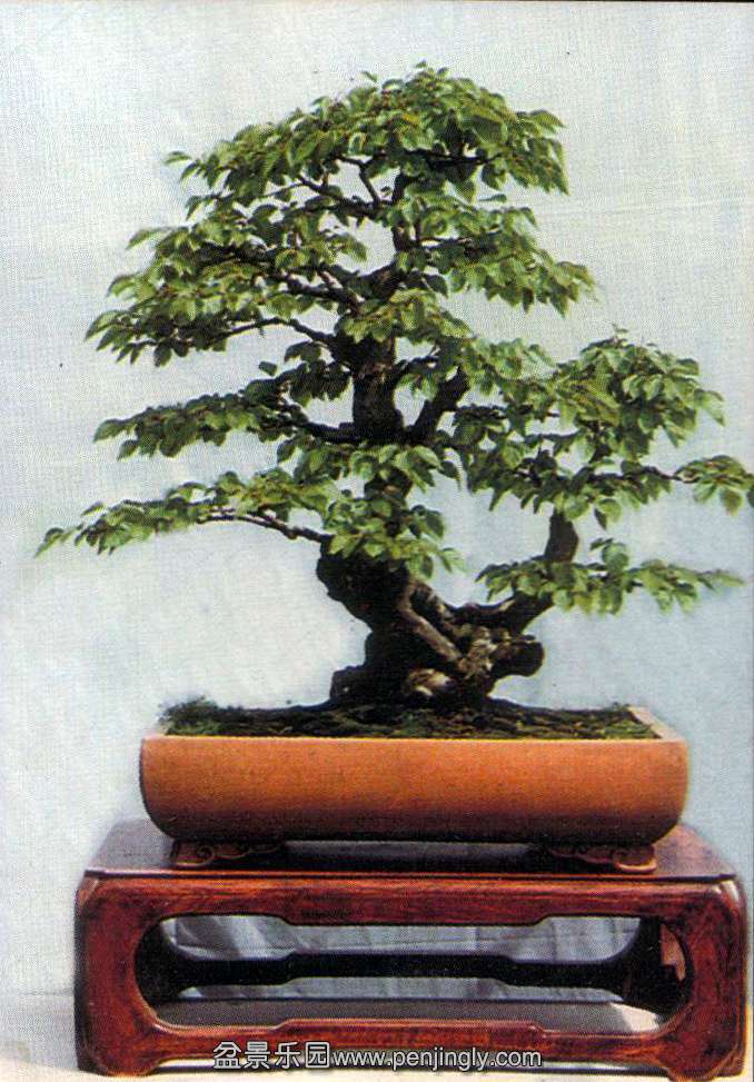 ռͤ-.jpg