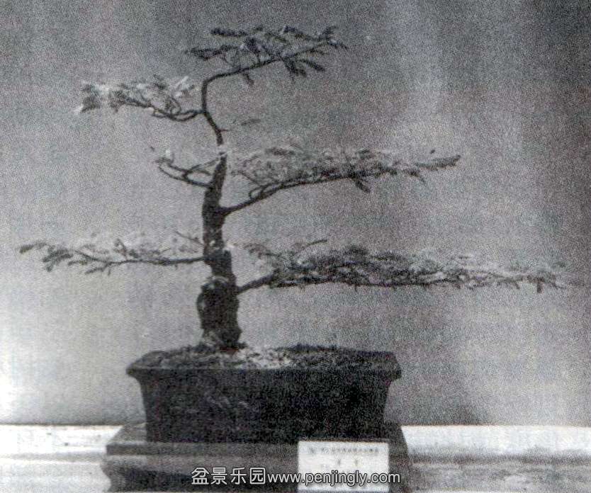 ï-߲Ҷ̴ľ01-12 .jpg