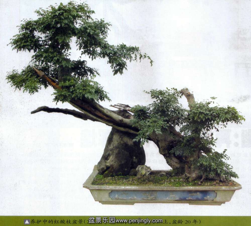 ³-֦辰ľ2013-2.jpg
