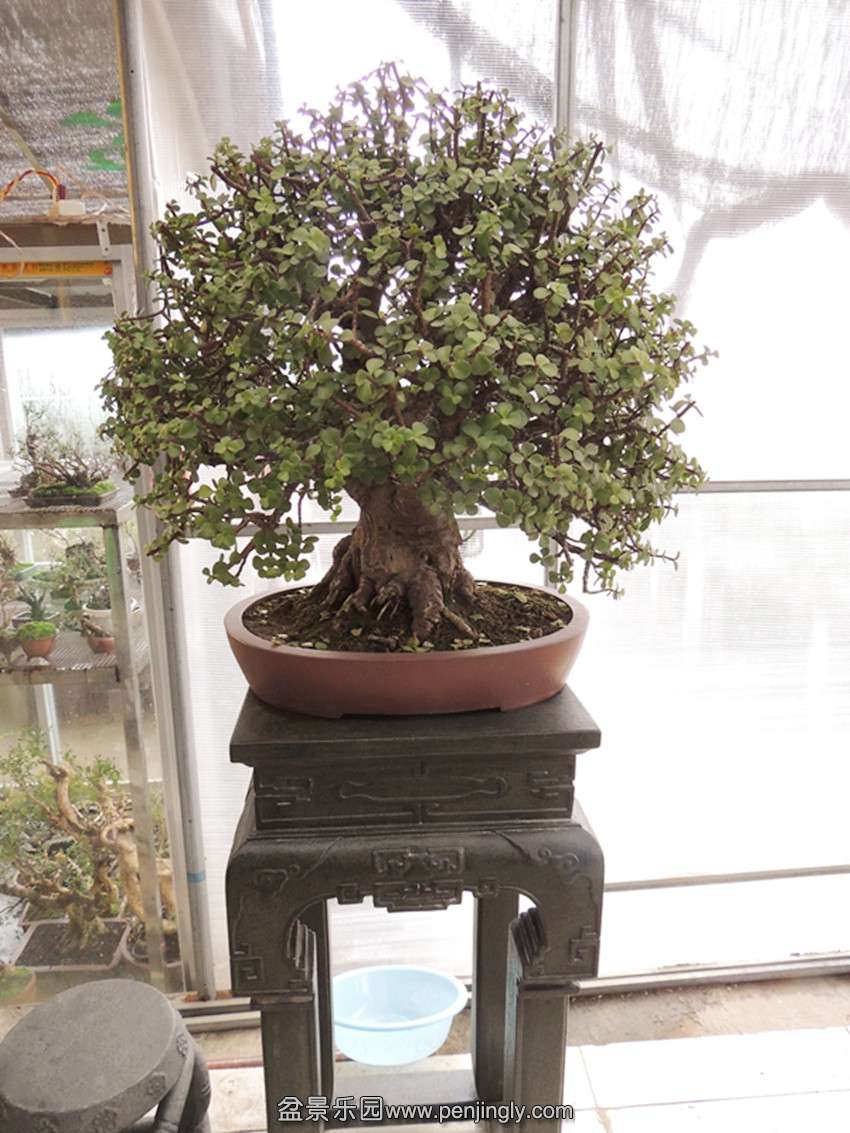 DSCN3449_ת_.jpg
