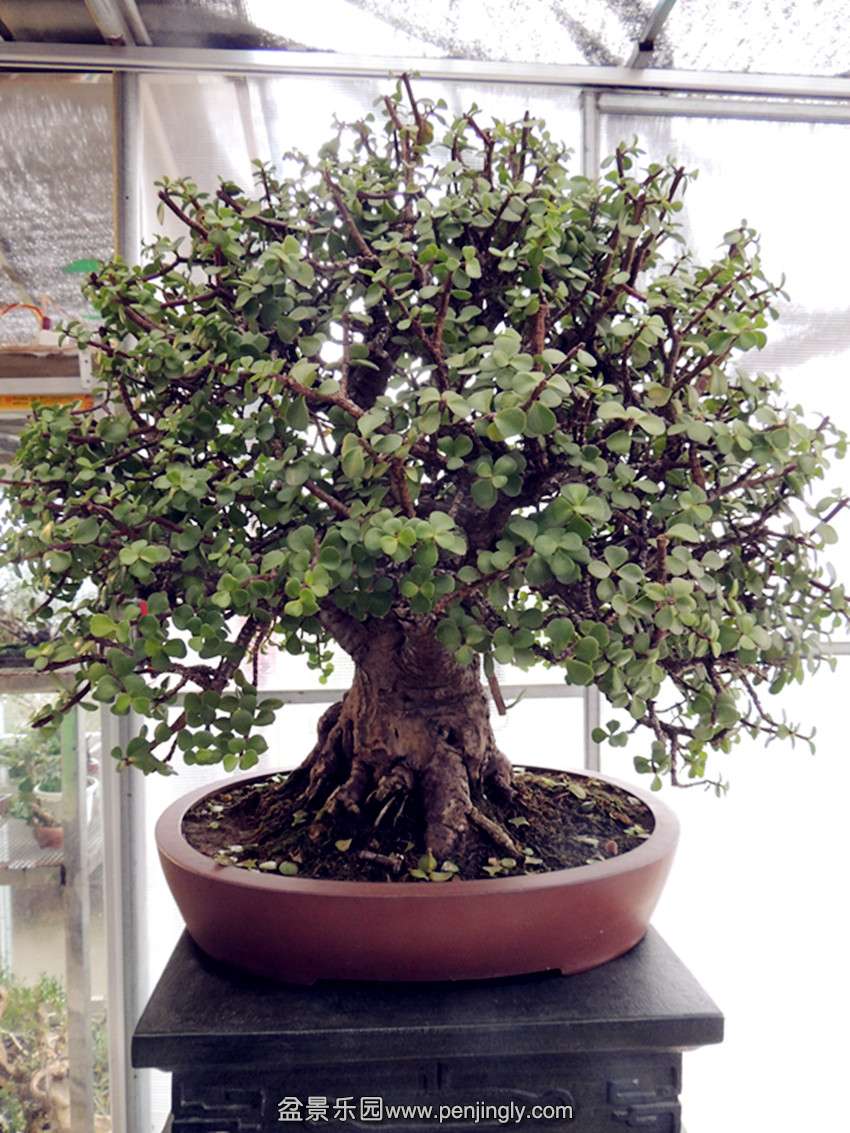DSCN3450_ת_.jpg