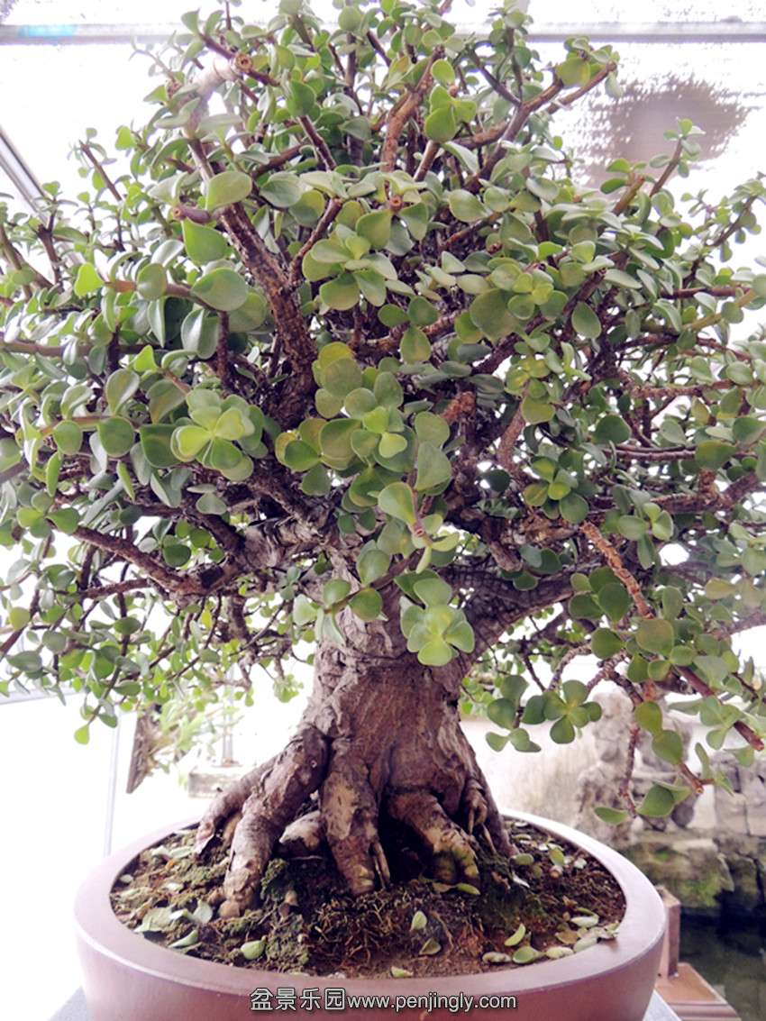 DSCN3452_ת_.jpg