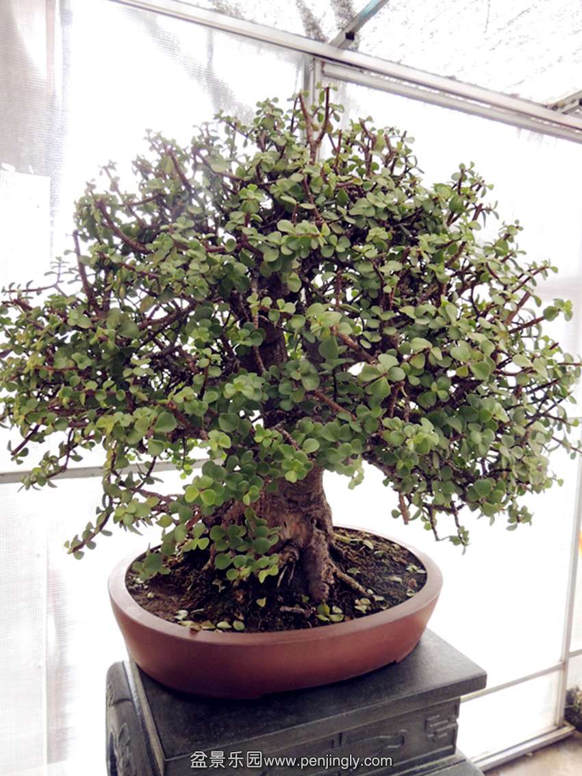 DSCN3458_ת_.jpg