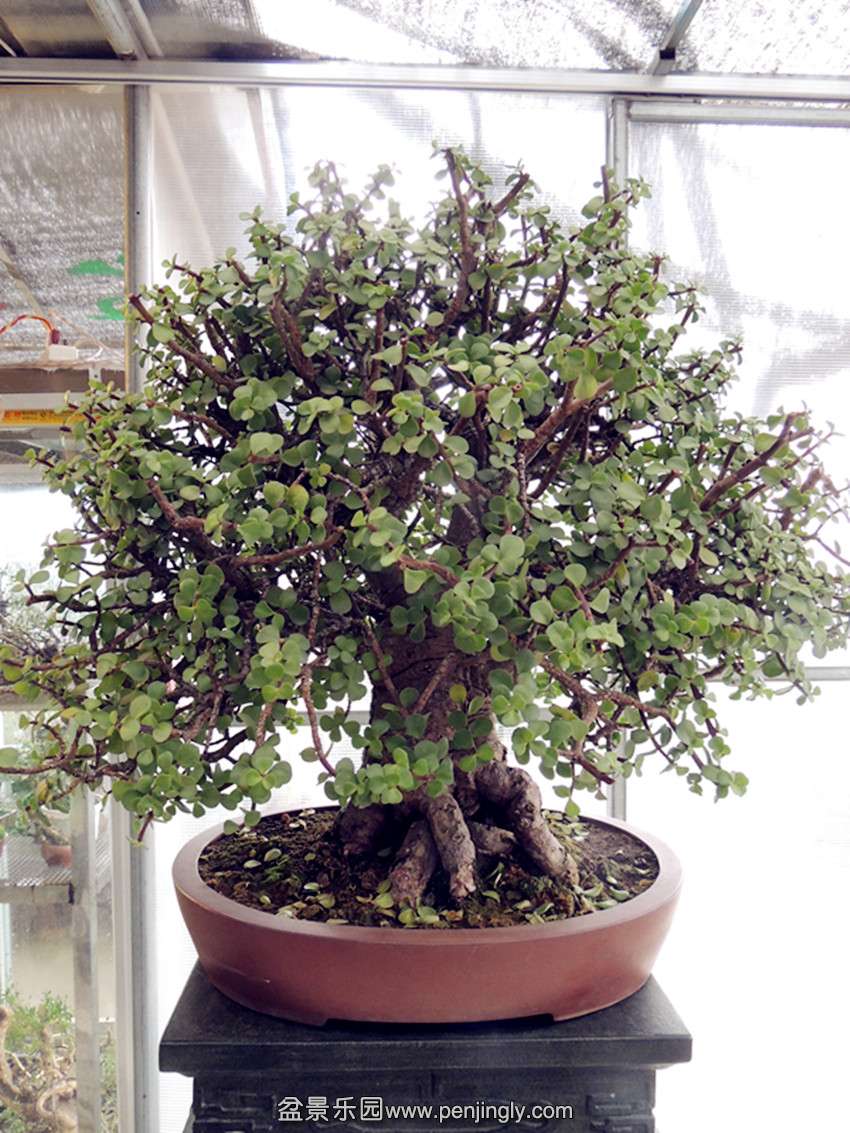 DSCN3459_ת_.jpg