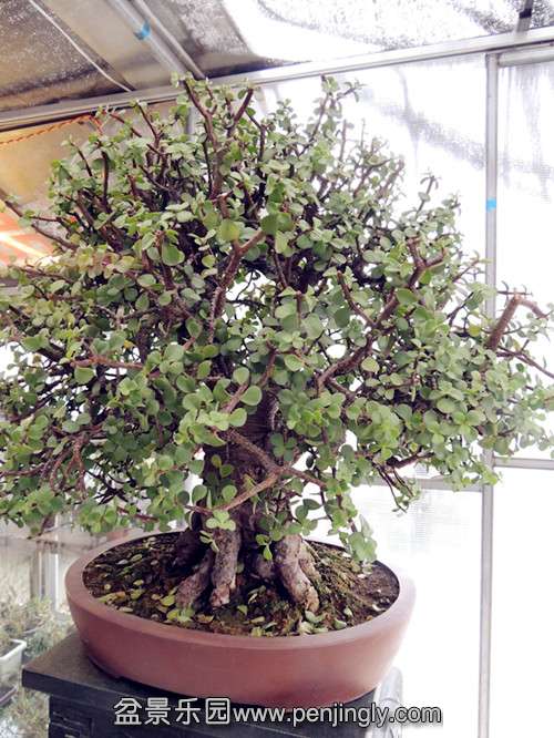 DSCN3471_ת_.jpg