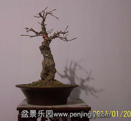 101_2132_.JPG