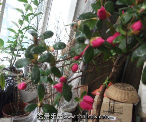 DSCF2346.JPG