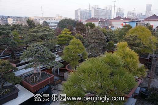 DSC00011.JPG