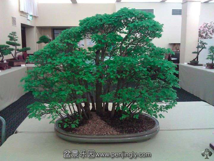 top_bonsai_20111228_1746916317.jpg