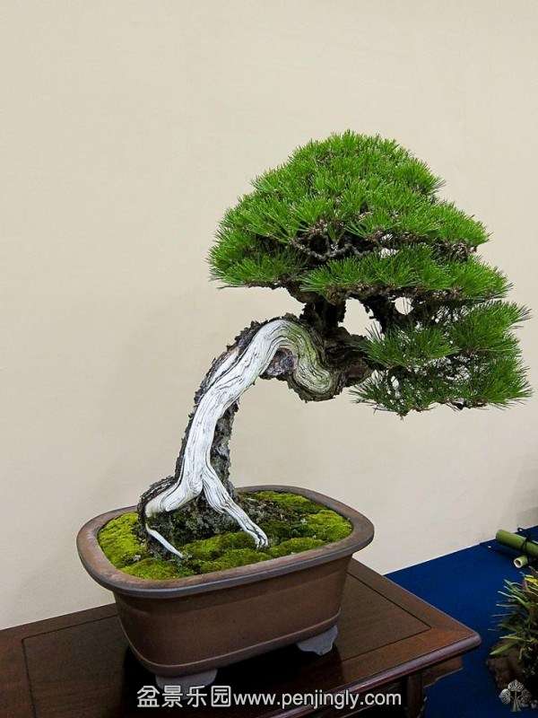 kokufuten-bonsai-japan63.jpg