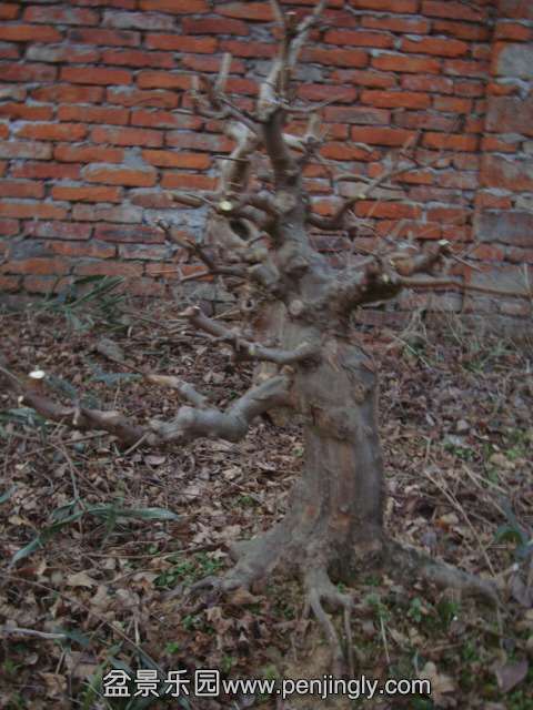 DSC04370.JPG
