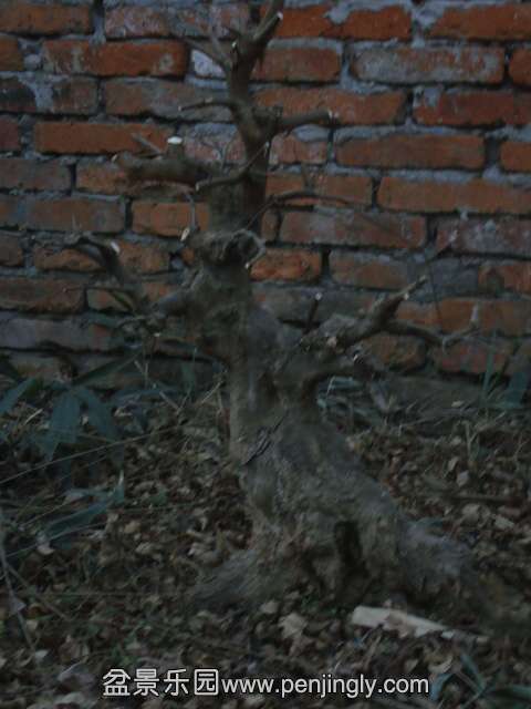 DSC04373.JPG