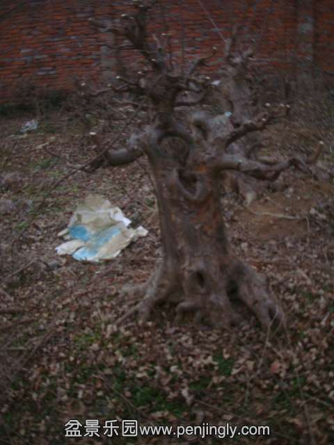 DSC04375.JPG
