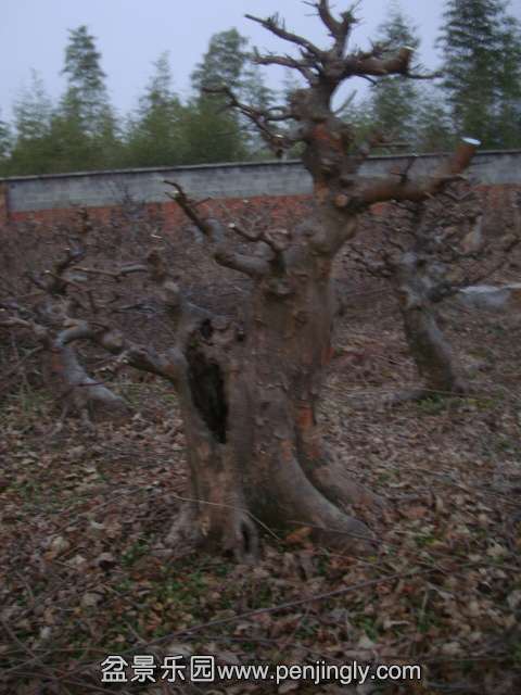 DSC04377.JPG
