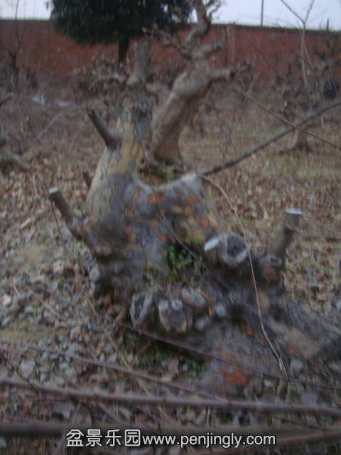 DSC04381.JPG