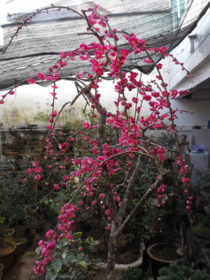 DSCF3102_С.JPG