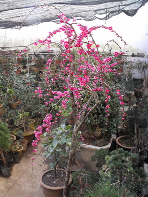 DSCF3101_С.JPG