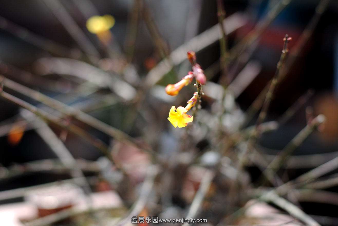 DSC_2933.JPG