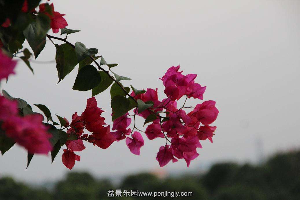 IMG_2251.JPG