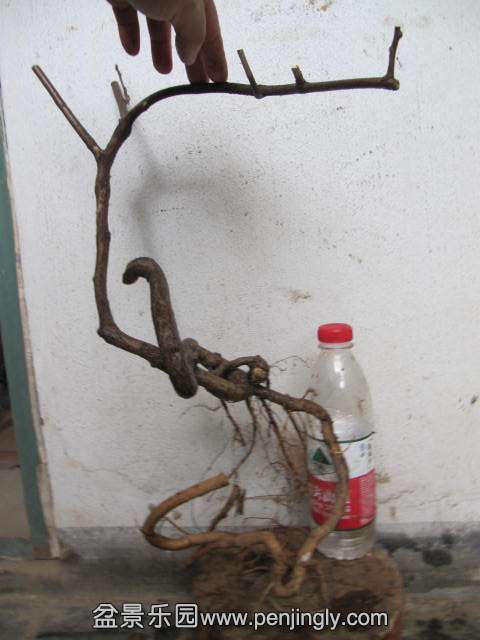 ĺ (2).JPG