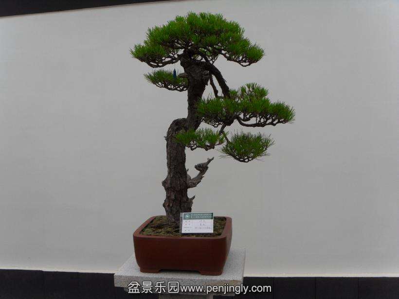 SDC12941.JPG