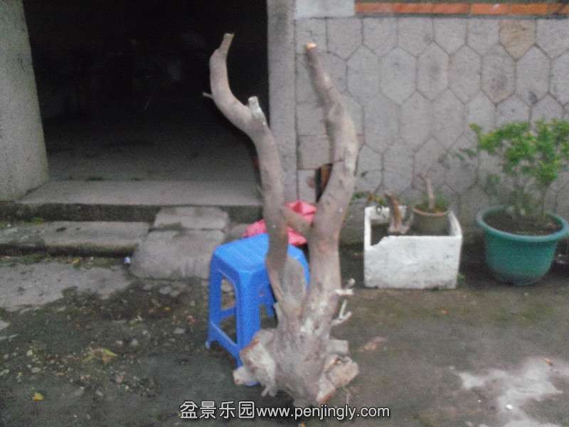 101_8475_.jpg