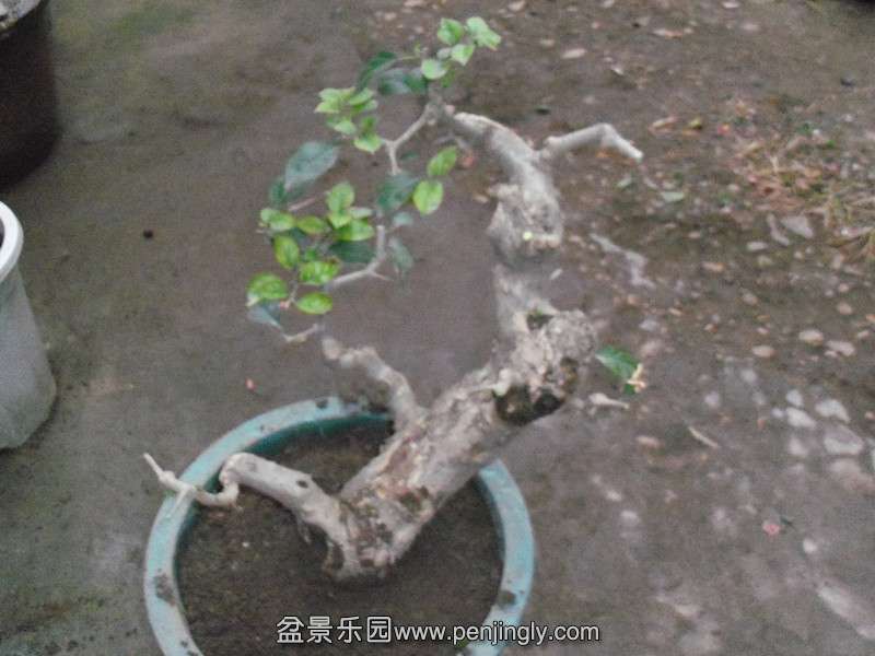 101_8481_.jpg