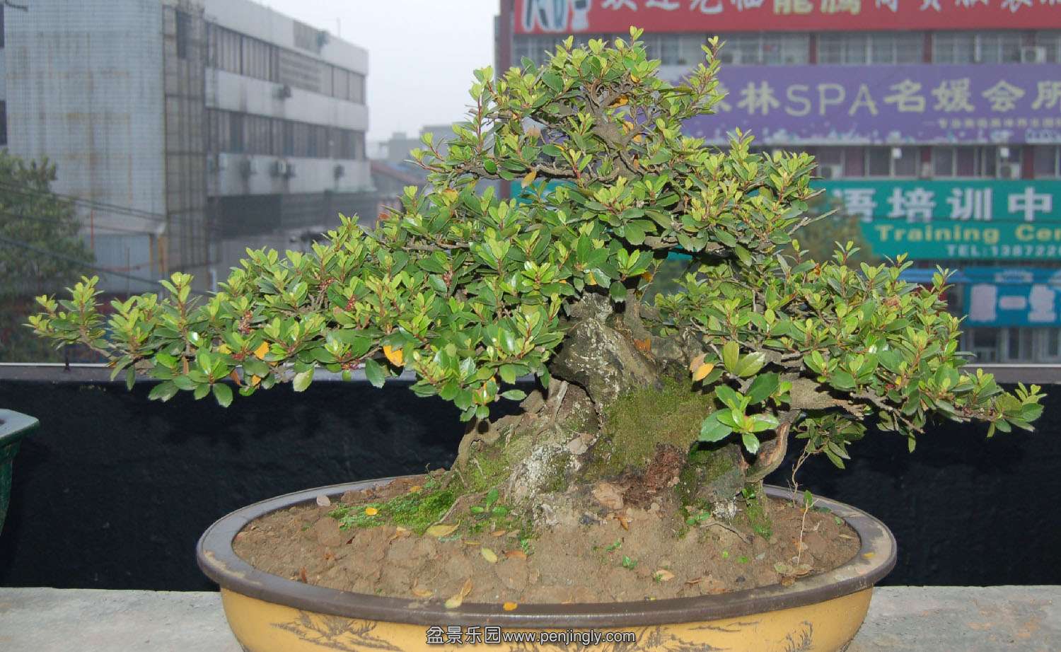 DSC_0045.jpg