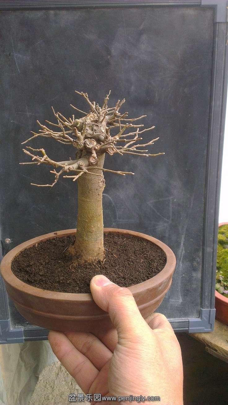 IMAG0101.jpg