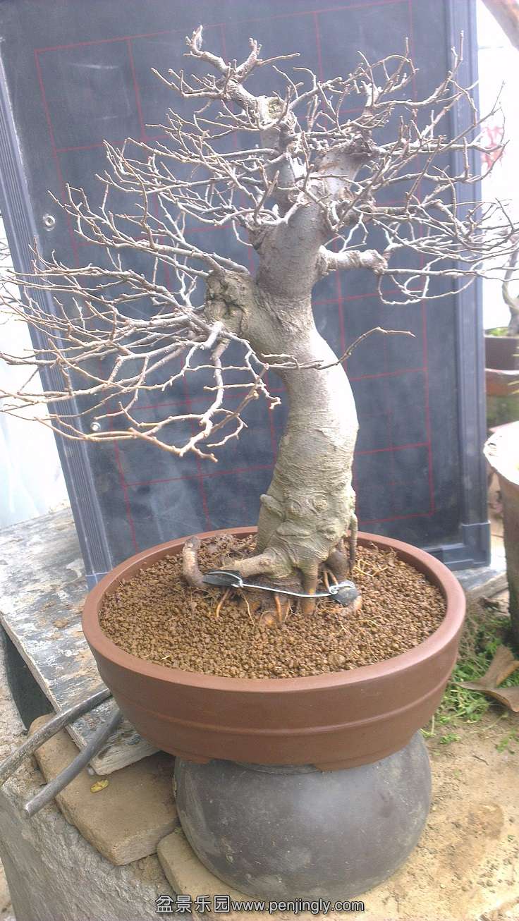 IMAG0129.jpg