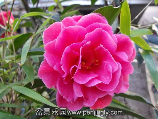 DSCF3115_С.JPG