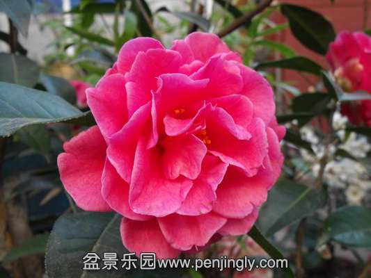 DSCF3113_С.JPG