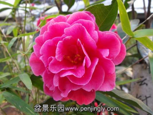 DSCF3114_С.JPG
