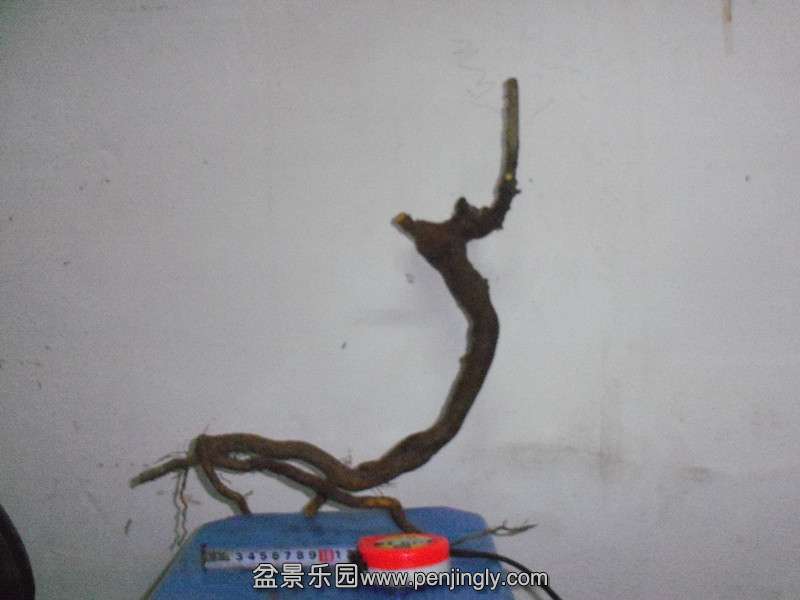 101_8571_.jpg