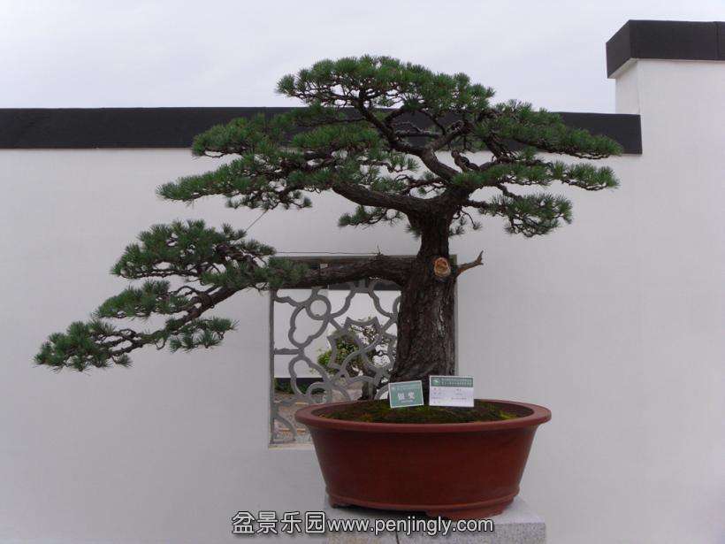 SDC12951.JPG