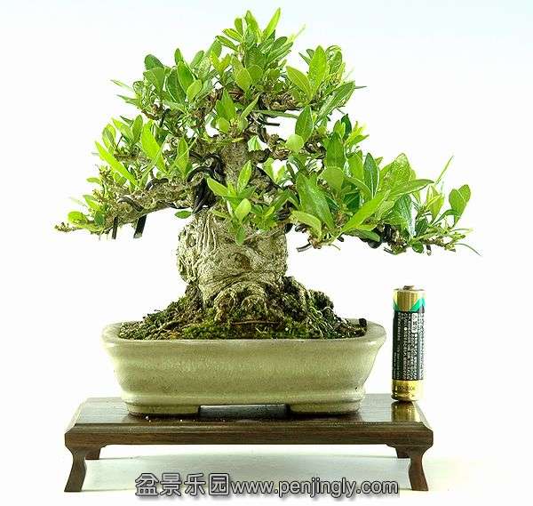 dai48_no1 kutinasi.jpg