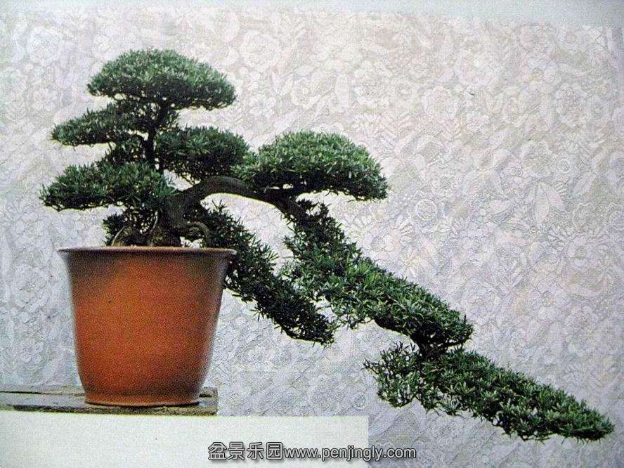 ԴԶ.jpg