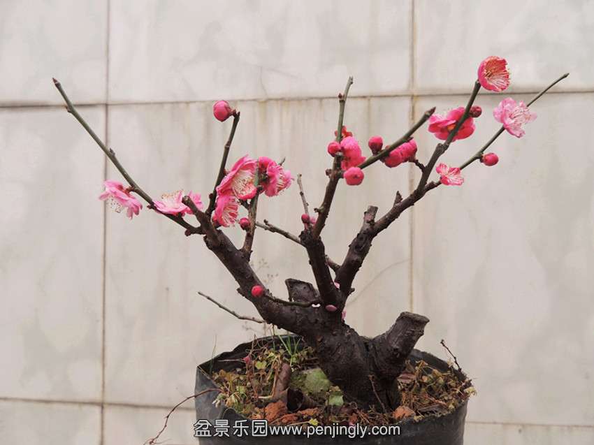 DSCN3739_.jpg