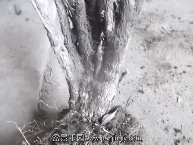 DSCF9651.jpg