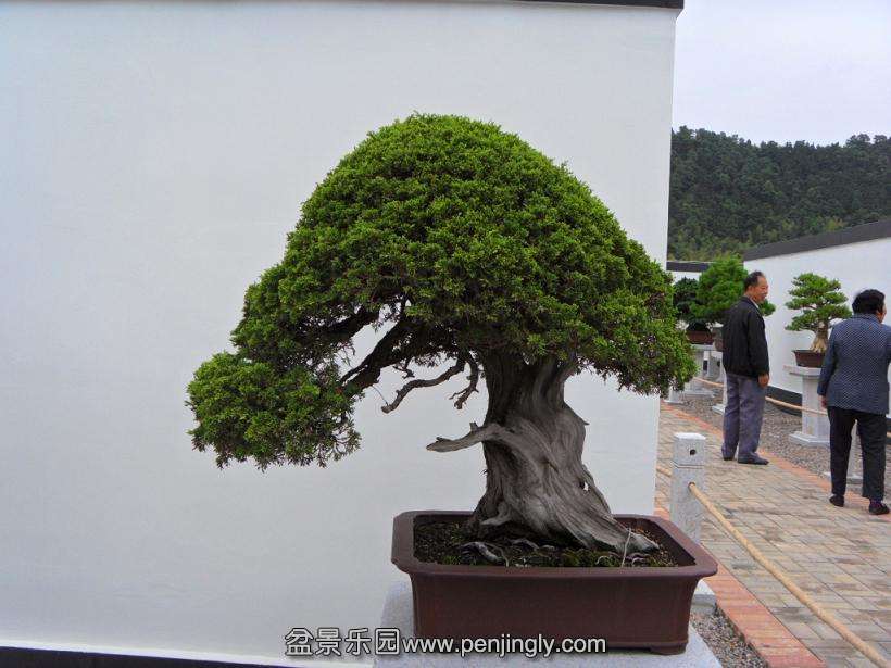 SDC12960.JPG