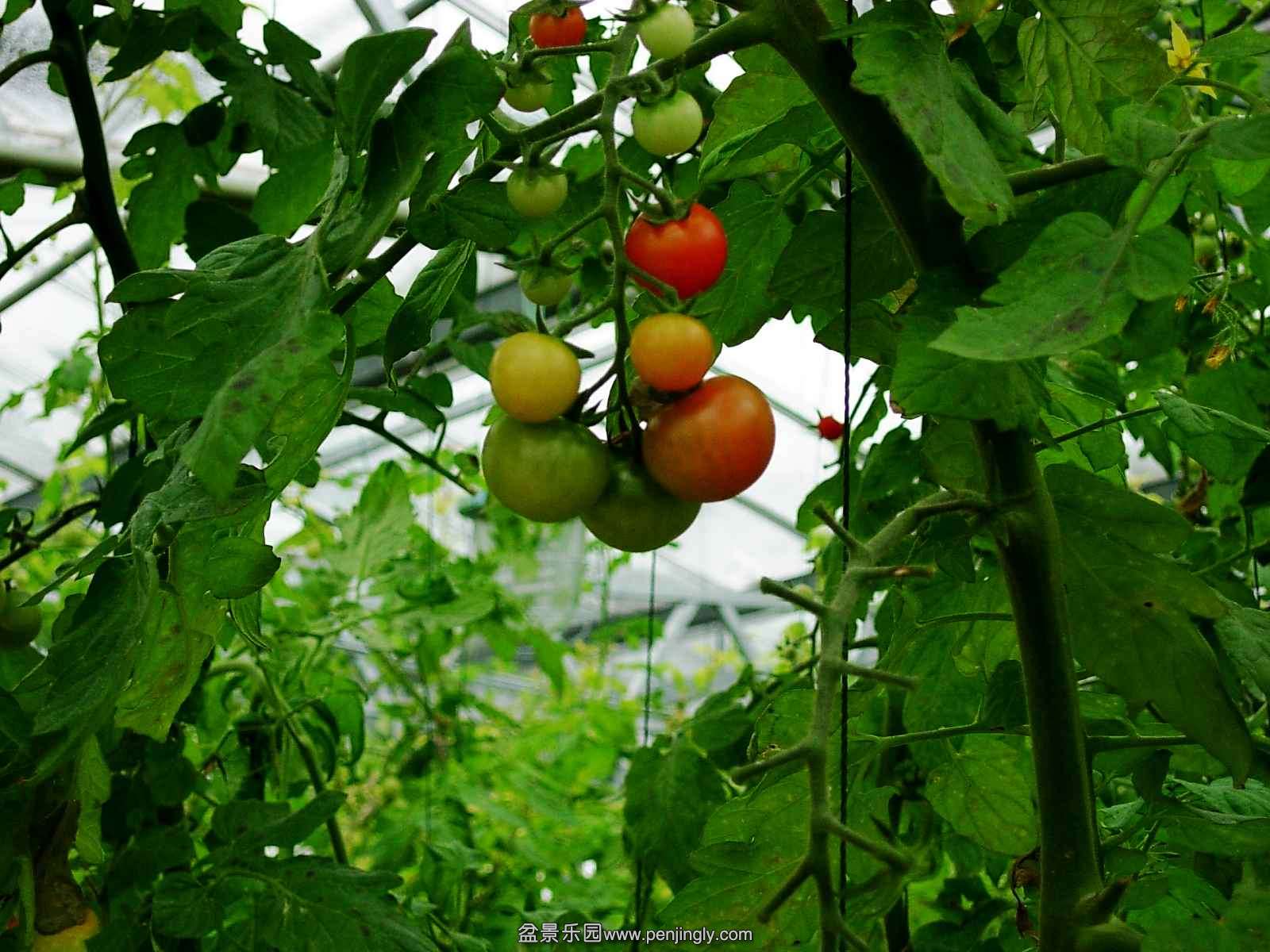 DSCN0011_conew1.jpg