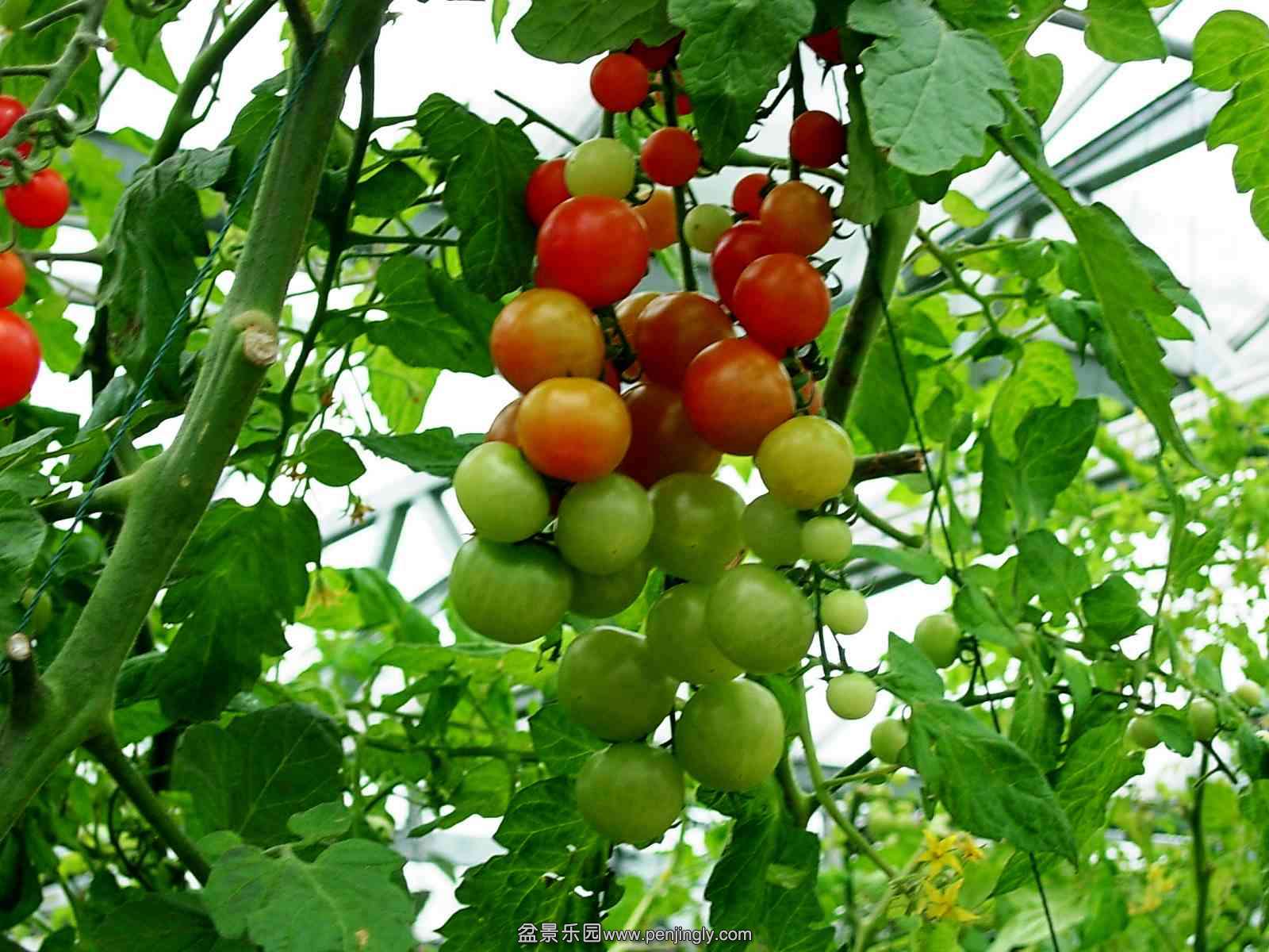 DSCN0013_conew1.jpg