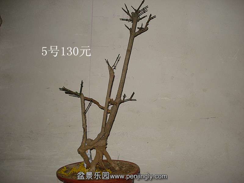 DSC07482_.jpg