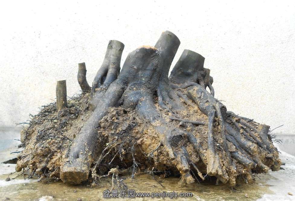 13ɽʹѻ[5].jpg